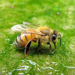 Málo známe možnosti: liečba včelím žihadlom