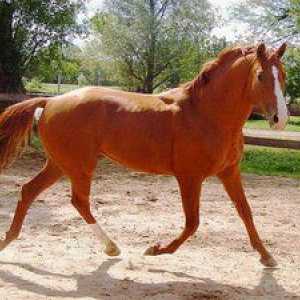 Koně koní: popis, fotografie a mená