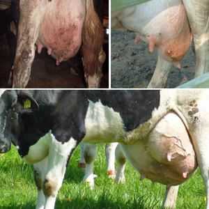 Mastitída u kráv: príznaky, diagnóza a liečba
