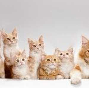 Mastitida u mačky: príznaky a liečba, príčiny