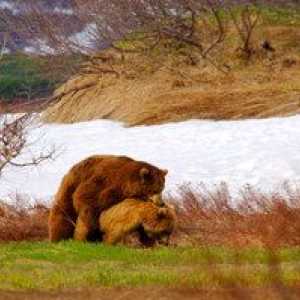 Medveď grizzly alebo sivý medveď: jedlo, rozmnožovanie, kde býva