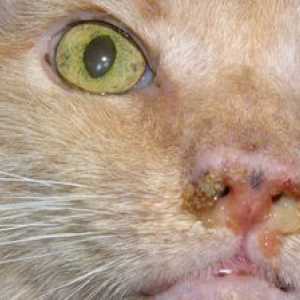 Mykoplazmóza u mačiek: príznaky a liečba