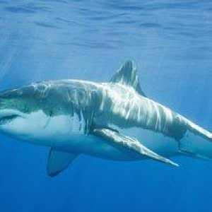 Živočích alebo ryby - žralok, otázka pre mnohých zaujímavých