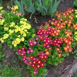 Trvalky v záhrade - typy kvetov a podmienky pestovania