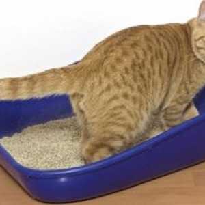 Urolitiáza u mačiek: príčiny, symptómy a liečba