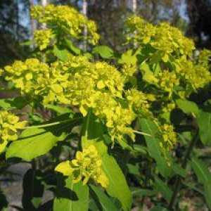 Euphorbia pallas alebo muzhik-root: liečebné vlastnosti, poškodenie