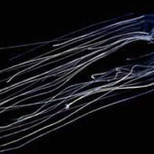 Morská vosa je najviac jedovatá medúza na svete