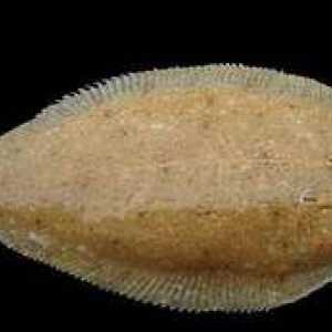 Morský jazyk a iné ryby nazývajú európsku soľ