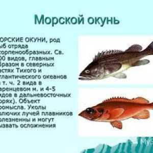 Mořská lúka: užitočné vlastnosti rýb, možnosti varenia