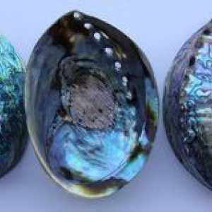 Morská kamenná heliotida a jej vlastnosti