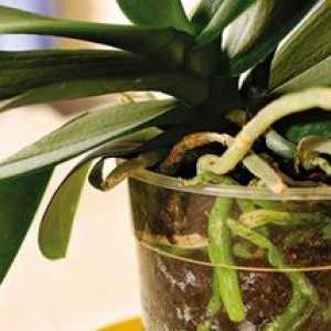 Je možné oživiť orchidey, ak koreň začal hni?