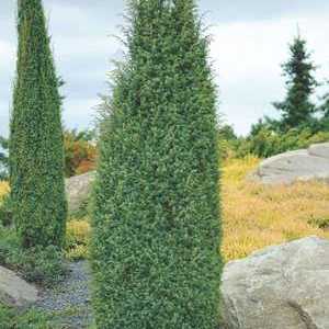 Juniperus common: popis druhu juniperus communis