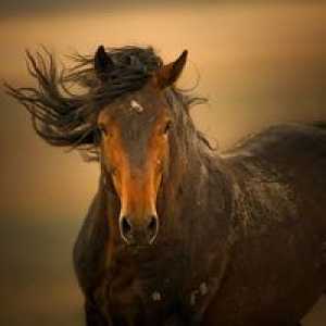 Mustangy - voľné kone z divokých prérií
