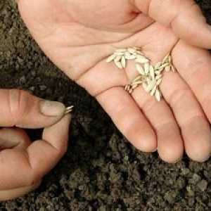 V akej hĺbke rastlíte semená uhoriek?