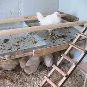 Nasest pre kurčatá: návod na výrobu vlastných rúk