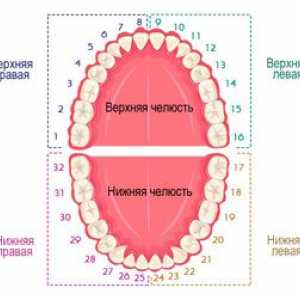 Číslovanie zubov v zubnom lekárstve: použité schémy