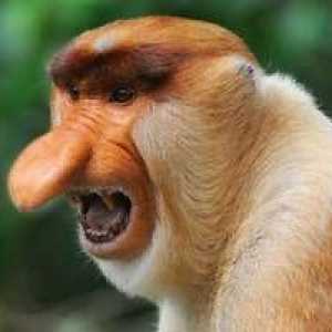 Opica je nosiac. Život opice s veľkým nosom