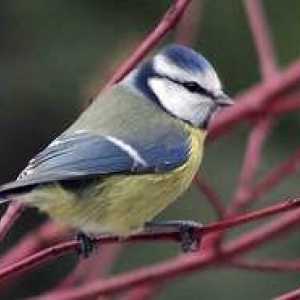 Obyčajný vtáčik dravý azúrová: popis