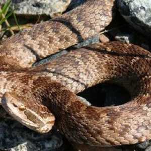 Obyčajný Copperhead: životný štýl a životné prostredie had stanovište