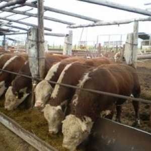 Revízia niektorých mäsových plemien dobytka: býky a kravy