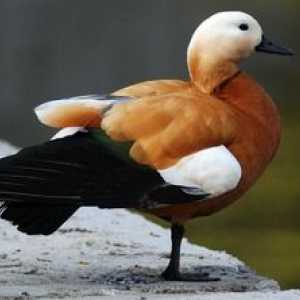 Ogar alebo červená kačica s bielou hlavou: popis druhu
