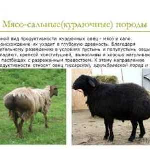 Opis mäsových plemien oviec v Rusku