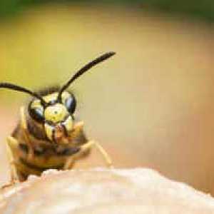 Popis včelieho jedu: prospech a ublíženie