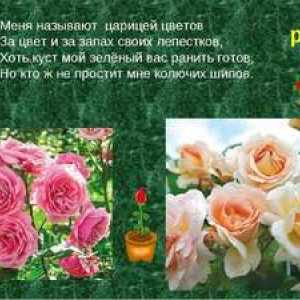 Popis ruže: vlastnosti a užitočné vlastnosti kvetu