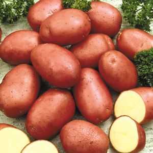 Opis rozmanitosti zemiakov šarlatovej