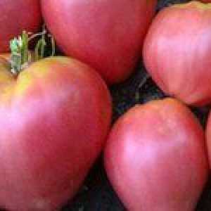 Popis odrody rajčiakov: jeho hlavné charakteristiky
