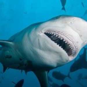 Opis trpaslíkov alebo žralokov hovädzieho dobytka: biotop a iné