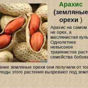 Popis arašidov (arašidov) a ich užitočných vlastností