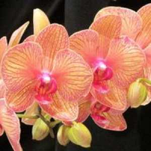 Phalaenopsis Orchid: domáca starostlivosť