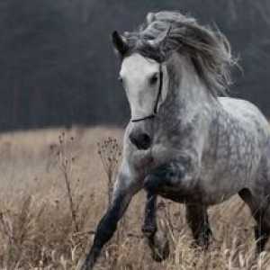 Orel plemeno koní: rysy a popis trotter