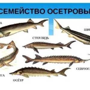 Sturgeon druhy rýb: rodina jesetera