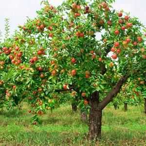 Hlavné choroby jabloní a ako sa s nimi vyrovnať