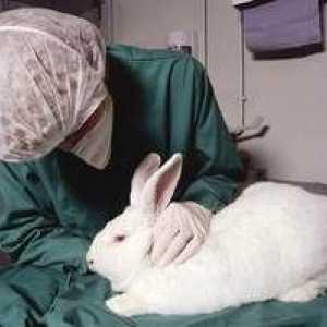 Hlavné ochorenia králikov, ich príznaky a spôsoby liečby
