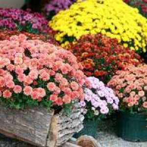 Hlavné charakteristiky a vlastnosti kultivácie záhradnej chryzantémy
