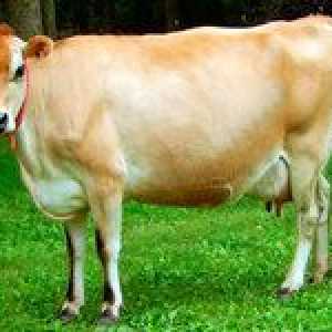 Vlastnosti jersey kravy