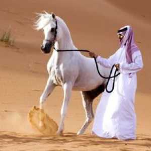Vlastnosti koní plemena Arabský kôň