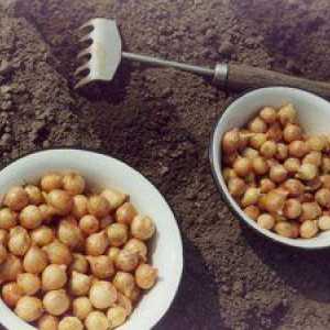 Vlastnosti prípravy cibule na pestovanie
