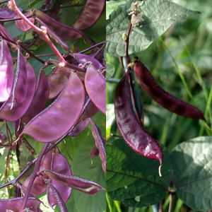 Vlastnosti výsadby a rastúcej fazule hyacintu