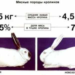 Vlastnosti chovných králikov mäsových plemien