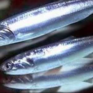 Vlastnosti: Hamsa fish (Čierne more)