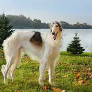 Charakteristiky obsahu ruských greyhoundových plemien psov