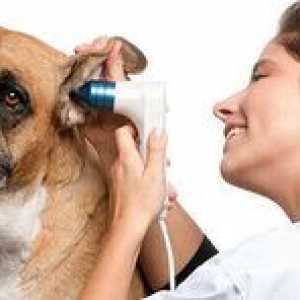 Otitis u psa ako na liečbu: alergický zápal stredného ucha