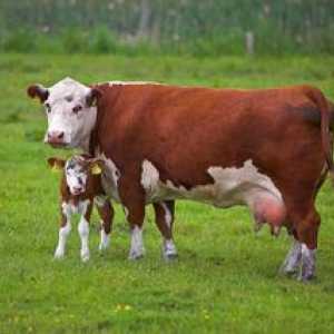 Chov kráv: príznaky, ako krava rodí