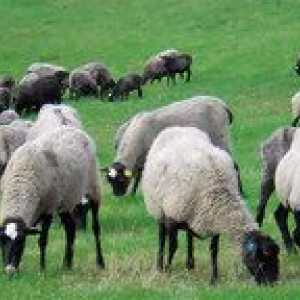 Ovce Romanovského plemena: štandardy, kŕmenie, chov