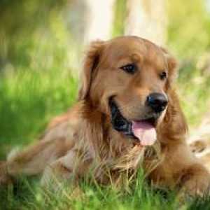 Parvovírusová enteritída psov: príčiny, symptómy a liečba