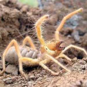 Spider falanx - "škorpión vetra", hmyz, žijúci v teplých krajinách
